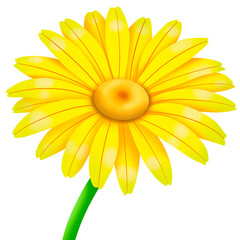 yellow daisy flower