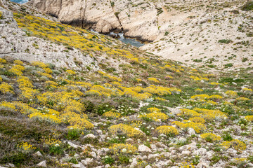 Fleurs sauvages de méditerranée