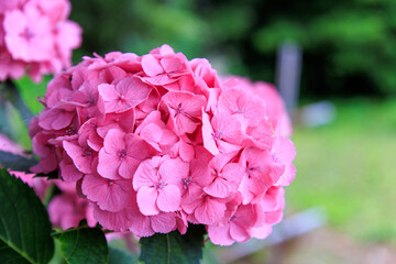 駐車場に生えている美しい紫陽花。

日本国神奈川県三浦市荒井浜。
2024年6月撮影。
Beautiful hydrangea growing in the parking lot.
