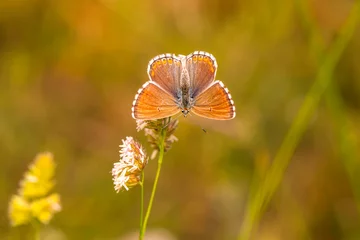 Gordijnen Macro shots, Beautiful nature scene. Closeup beautiful butterfly sitting on the flower in a summer garden.   © blackdiamond67