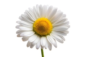 Naklejka premium Common daisy blossom isolated on white background