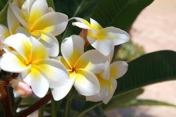 natural wallpaper with a beautiful white frangipani flower on a blooming tree branch in a sunny garden.