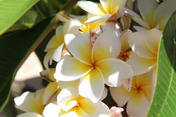 Obraz premium beautiful white frangipani flower on a blooming tree branch sways in the wind close-up. Blooming plumeria (Plumeria obtusa) in the garden on a sunny day. Natural wallpaper