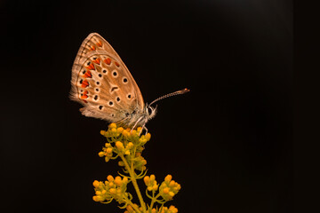 Macro shots, Beautiful nature scene. Closeup beautiful butterfly sitting on the flower in a summer garden.

