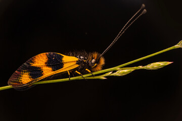 Adult Antlion Insect of the Family Myrmeleontidae