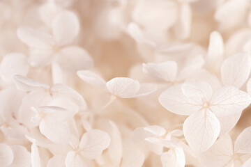 Hortensia blooming white beige fresh flowers wallpaper macro
