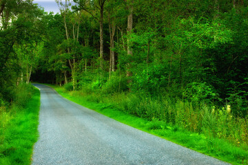 Forrest, green and nature on roadside in Denmark for environmental, landscape and countryside for spring. Plants, trees and foliage in park for growth, grass and ecology outdoor for adventure
