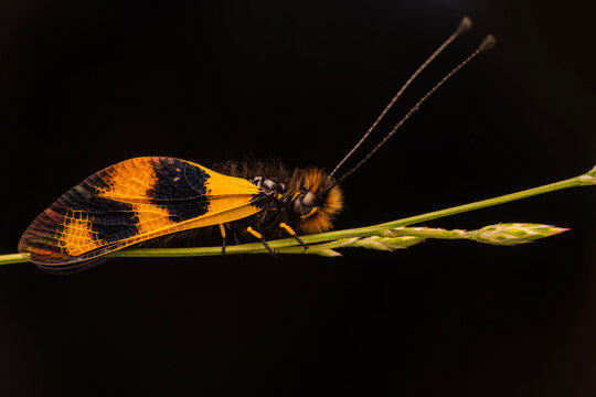 Adult Antlion Insect of the Family Myrmeleontidae