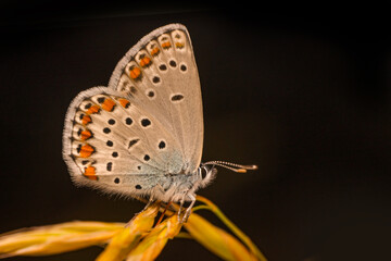 Macro shots, Beautiful nature scene. Closeup beautiful butterfly sitting on the flower in a summer garden.

