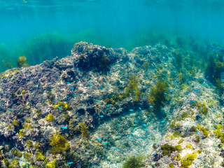 ホンダワラの森に集まる、美しいソラスズメダイ（スズメダイ科）他の群れ。

日本国神奈川県三浦市荒井浜。
2024年6月撮影。


A school of beautiful Heavenly Damselfish (Pomacentrus coelestis) and other juvenile fish in a Seaweed Forest (Sargassum fulvellum).
