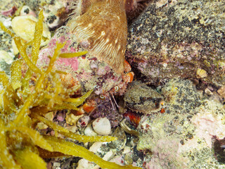 イソギンチャクを背中に背負った、不思議なソメンヤドカリ（ヤドカリ科）。

日本国神奈川県三浦市荒井浜。
2024年6月撮影。

A mysterious Anemone hermit crab (Dardanus pedunculatus) with a sea anemone on its back.
