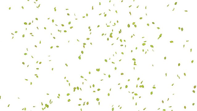 Exploding green leaf on white, blue, black background. 