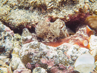 岩の間に隠れる美しいマダコ（マダコ科）。

日本国静岡県伊豆半島賀茂郡南伊豆町中木から渡し船で渡るヒリゾ浜にて。
2022年10月水中撮影。

Beautiful Octopus, (Octopus vulgaris) hiding among the rocks.
