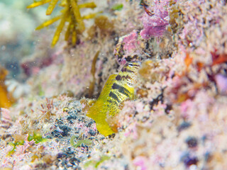 可愛いナベカ（イソギンポ科）の幼魚。

日本国神奈川県三浦市荒井浜。
2024年6月撮影。

Lovely juvenile Elegant Blenny (Omobranchus elegans) and others.
