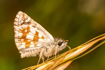 Gordijnen Macro shots, Beautiful nature scene. Closeup beautiful butterfly sitting on the flower in a summer garden.   © blackdiamond67
