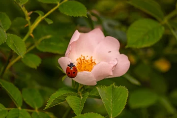 Gordijnen Macro shots, Beautiful nature scene.  Beautiful ladybug on leaf defocused background © blackdiamond67