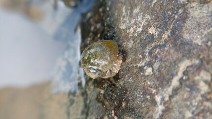 animal image of rice field snail, snail egg