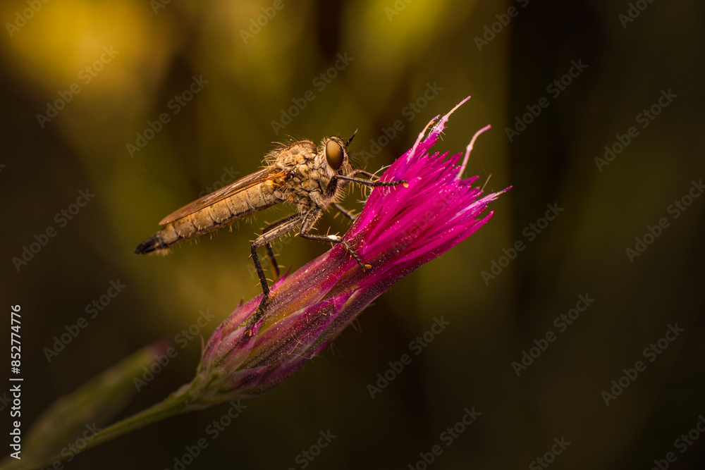 Wall mural macro shot of a robber fly in the garden