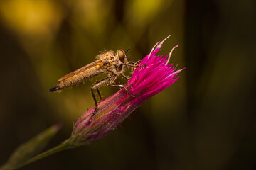 Macro shot of a robber fly in the garden