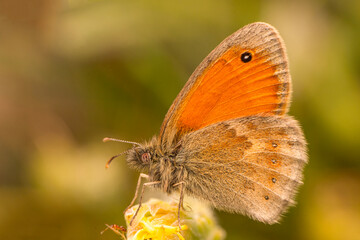 Obraz premium Macro shots, Beautiful nature scene. Closeup beautiful butterfly sitting on the flower in a summer garden.