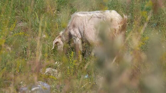 goat grazing alone in the pasture