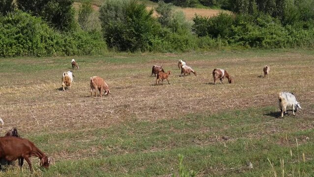 herd of goats grazing on pasture