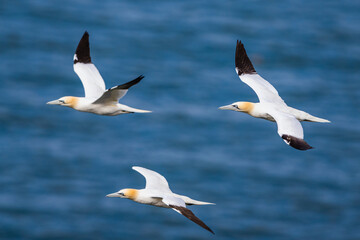 Northern Gannet, Morus bassanus, birds in flight over cliffs, Bempton Cliffs, North Yorkshire, England