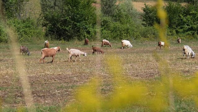 herd of goats grazing on pasture, 
