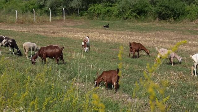 goats grazing in a meadow