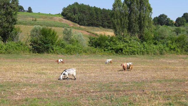 goats grazing in a meadow, bule sky
