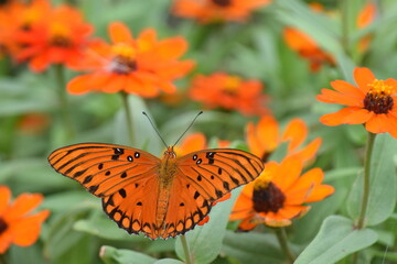 Obraz premium A bright orange and black monarch butterfly in a field of orange wild flowers with a lot of green offering great contrast to the brilliant color of the flowers and butterfly.