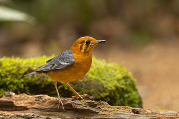 Orange-headed Thrush perched on a log in the forest