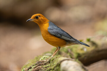 Orange-headed Thrush perched on a log in the forest