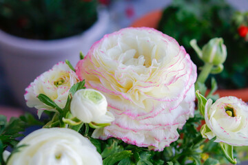 花（ラナンキュラス）