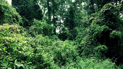 Drone View of Tropical Forest. Wilderness natural background