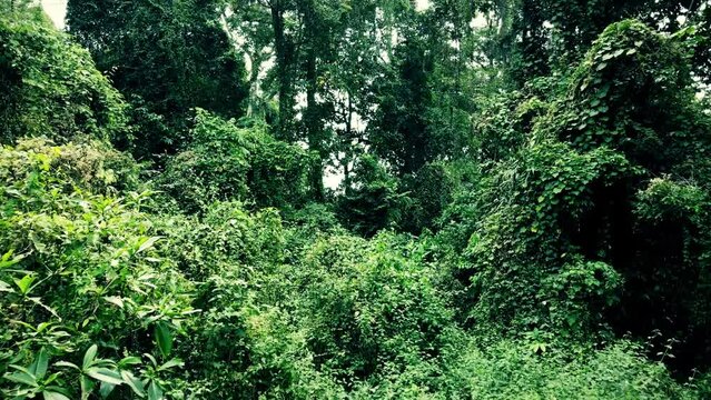 Drone View of Tropical Forest. Wilderness natural background
