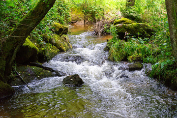 Fototapeta premium Hiking Big Ohe Stream near Castle Ransberg in the bavarian Forests.