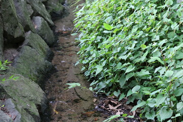 Creek between stone walls and overgrown grass