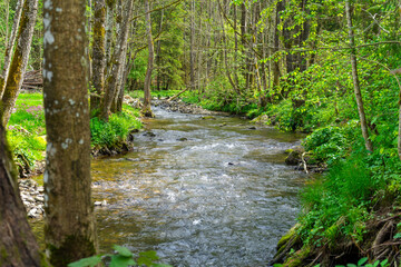 Hiking around Lalling in the Bavarian Forest, Ponds and Streams in this Area.
