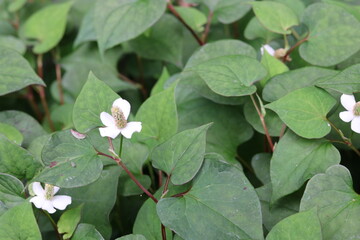 White flowers and green leaves of chameleon plant