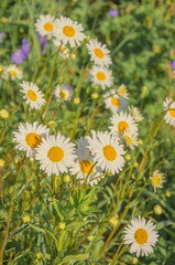 Cute daisies in a sunny summer meadow