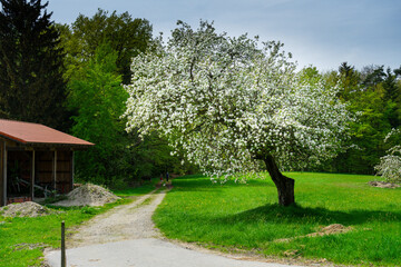 Cherry tree in bloom in spring during a hike in the Bavarian Forest