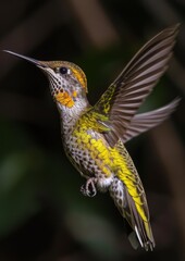Fototapeta premium A hummingbird in mid-flight, displaying its green and iridescent plumage. Ideal for action or wildlife photography.