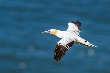 Northern Gannet, Morus bassanus, birds in flight over cliffs, Bempton Cliffs, North Yorkshire, England