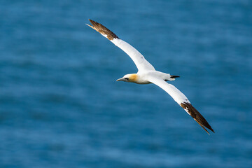 Northern Gannet, Morus bassanus, birds in flight over cliffs, Bempton Cliffs, North Yorkshire, England