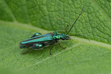 Detailed closeup on the green metallic thick-legged False blister beetle, Oedemera nobilis,