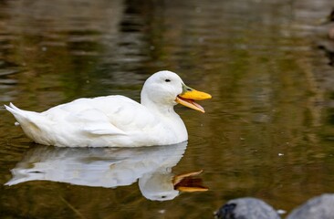 A close-up 17 years old female domestic white duck (the breed Pekin) living in the wild, showing...