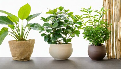 Fototapeta premium Set 3 of Green plants in potted for interior decoration isolated on white background