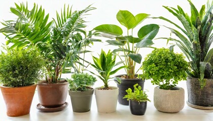Fototapeta premium Set 3 of Green plants in potted for interior decoration isolated on white background