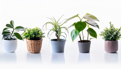 Fototapeta premium Set 3 of Green plants in potted for interior decoration isolated on white background